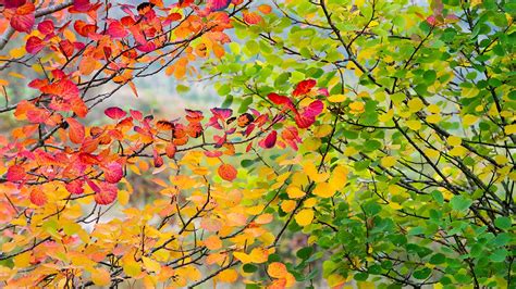 Autumn Trees To Plant In Your Garden Woodland Trust Woodland Trust