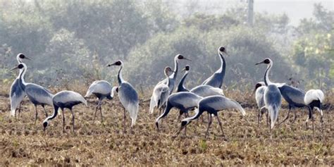 Endangered species are found throughout the world. Korea's DMZ, an oasis of wildlife :: Korea.net : The ...