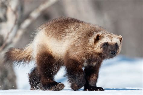 Full Grown Wolverine Animal Size Top Of The Top Animal Wallpapers