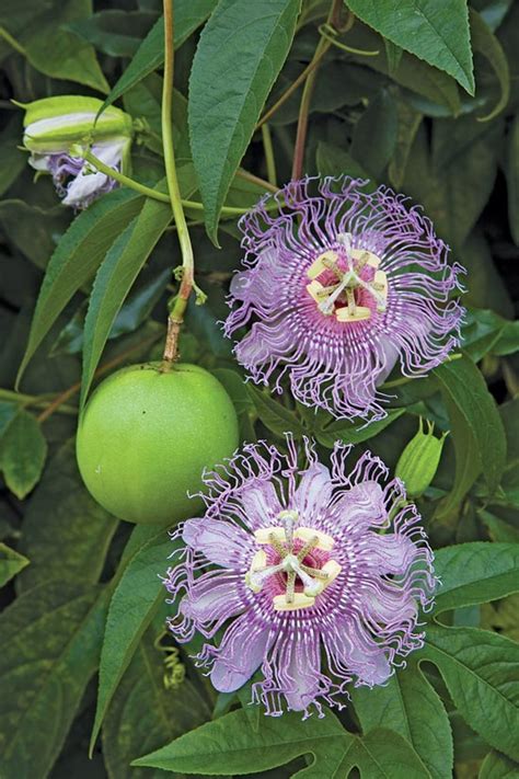 Temperate Climate Permaculture Permaculture Plants Maypop