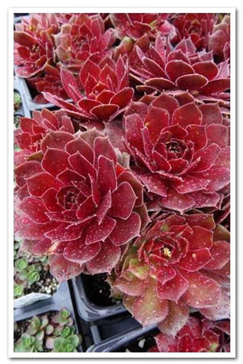 Rocknoll Rosette Sempervivum Succulent Hens And Chicks Live Etsy