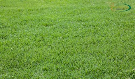 Achieving A Lush And Healthy Lawn Bermuda Grass Fertilization Tips