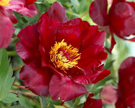 Intersectional Itoh Scarlet Heaven Red Hybrid Peony Peony Itoh