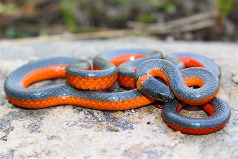 Ring Necked Snake Wikipedia