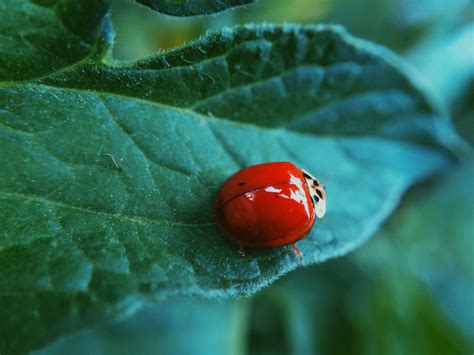 The average home vegetable gardener grows more than a dozen different types of vegetables, and each may be attacked by several different species of insects. 8 Beneficial Insects Every Vegetable Garden Needs | Hunker ...