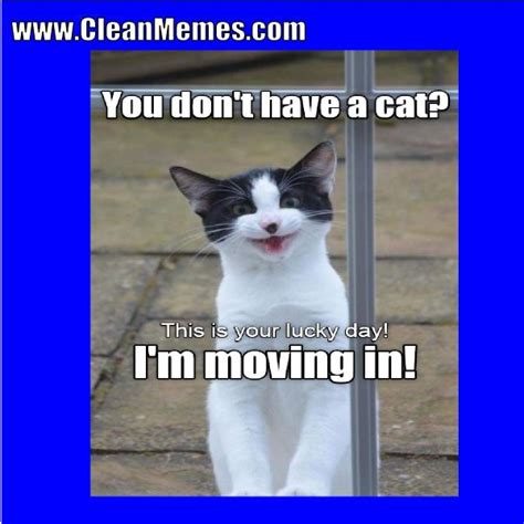 19 very funny cat memes clean images and pictures memesboy. Collect the Lovely Funny Clean Cat Memes - Hilarious Pets Pictures