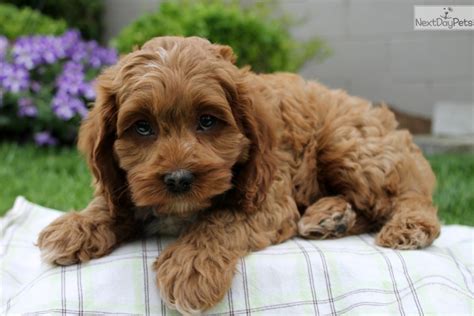 9.8 to 15 inches weight: Cockapoo puppy for sale near Lancaster, Pennsylvania ...