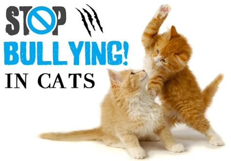 Bullying In Cats Resolving The Social Conflict Amongst Felines Bestvetcare