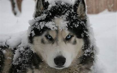 Husky Siberian Wallpapers Snow Dogs Cave