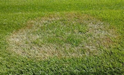 How To Deal With Brown Patch Lawn Fungus