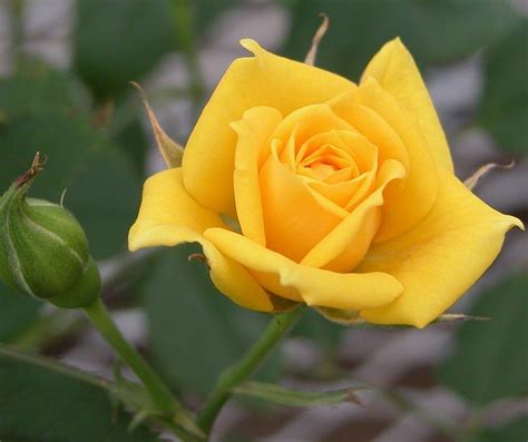 Yellow Rose Flower Wallpapers Wallpaper Cave