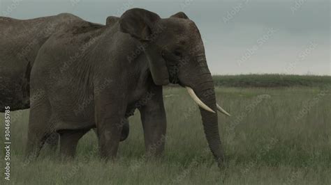 African Elephant Loxodonta Africana Smelling With His Trunk With