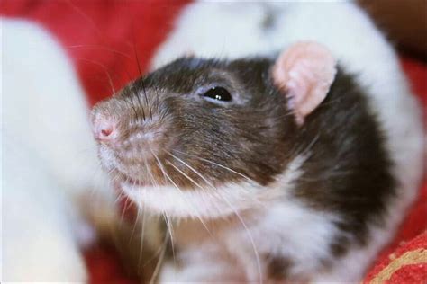 Smile Rattie Cute Rats Rodents Parrots Brat Four Legged Wonders Of