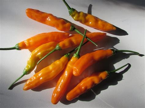 What To Do With Aji Amarillo Peppers Seasonal Chef