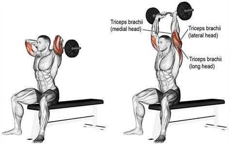 Seated E Z Bar Overhead Triceps Extension • Bodybuilding Wizard