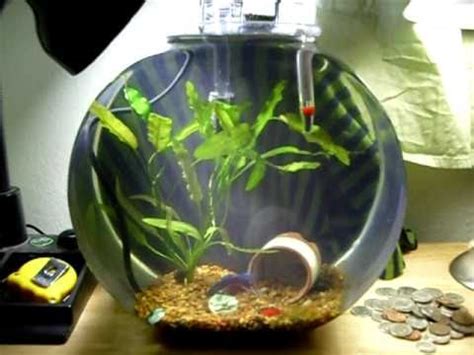 If you'd like to come see it for yourselves, swim round one utama's centre court situated on the ground floor (where dockers is). 2.5 gallon planted betta bowl - YouTube