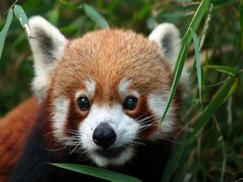 Long a sovereign political entity, sikkim became a protectorate of india in 1950 and an indian state in 1975. Where To Find The Mysterious Red Panda In India - Nativeplanet