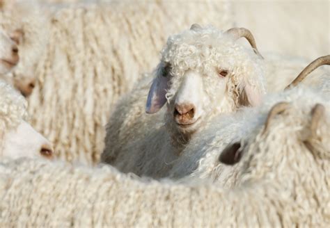 Angora Goat Wool
