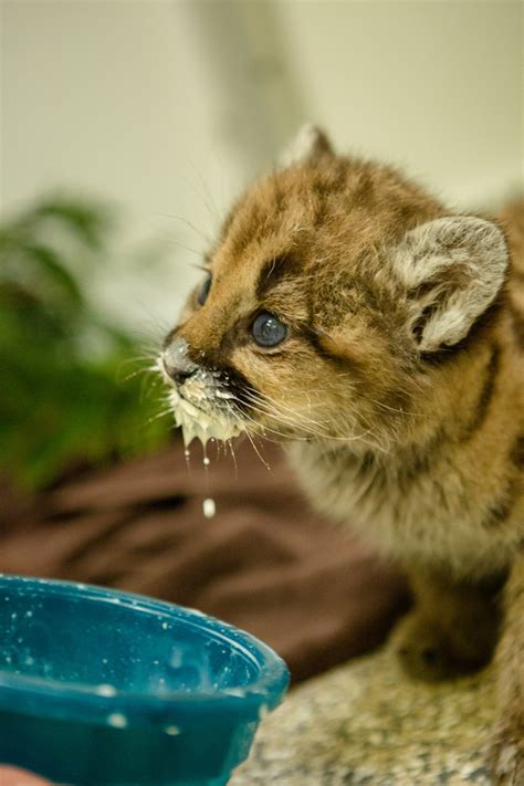 Oregon Zoo Fosters Orphaned Cougar Cub Zooborns