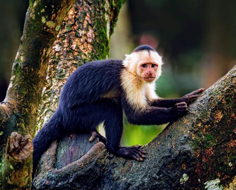Age Rated Genes Help Capuchin Monkeys Live Longer