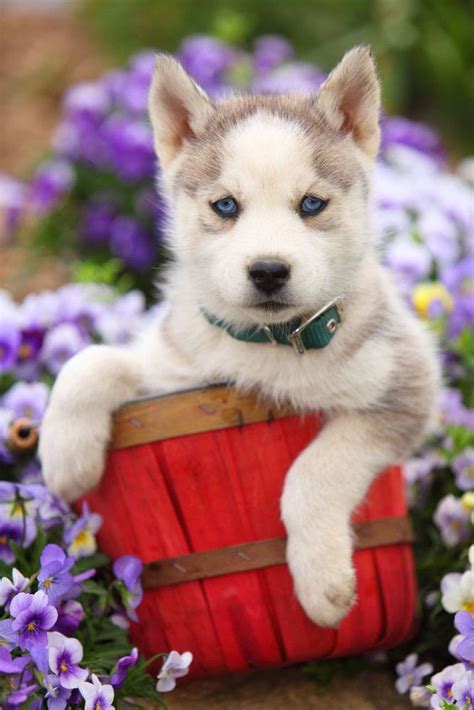 Siberian Husky Names For Unique Male And Female Huskies