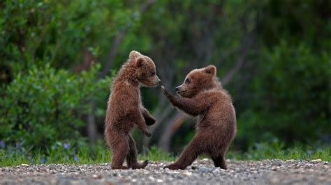 Grizzly Bear Cub Siblings Playing In Denali National Park Alaska Usa