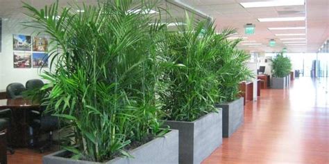Can Indoor Office Plants Transform Your Workplace Gorkhouse