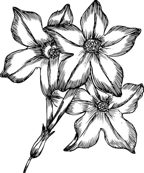 Free Drawing Of Flowers Download Free Drawing Of Flowers Png Images