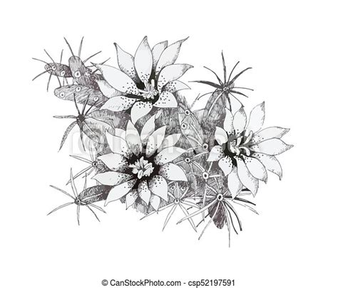 Hand Drawn Monochrome Flowers Isolated On White Background Hand Drawn