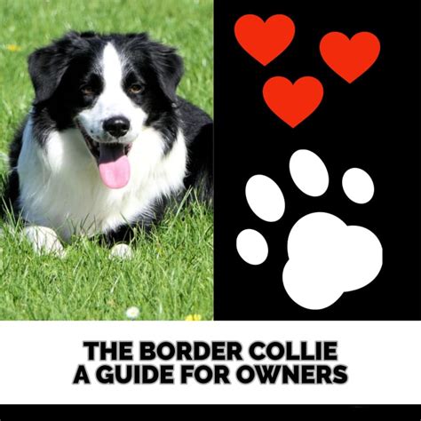 The Border Collie A Guide For Owners Pethelpful