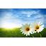 Download Wallpaperdaisies Flowers Field Meadow Sun Rays Sky 