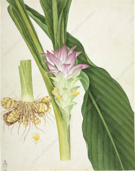 Ginger Zingiber Officinale Plant Stock Image C010 2222 Science Photo Library