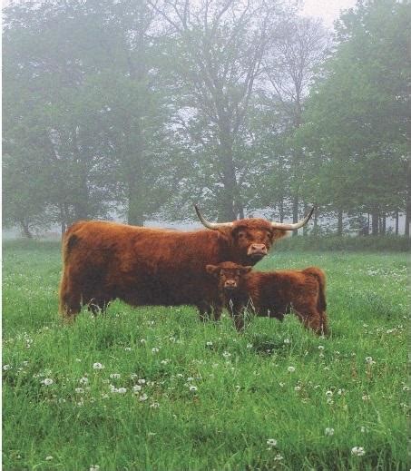 Beef Cattle Breeds Scottish Highland Animal And Food