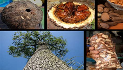 Frutos grandes que pesan entre uno y dos kilos, en los que se encuentran entre 12 y 14 coquitos por nuez. Nuez de Brasil. Origen, Descripción, Variedades, Cultivo ...