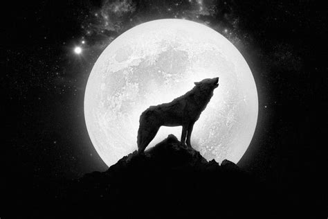 Wolf Howling At The Moon Wallpaper ·① Wallpapertag