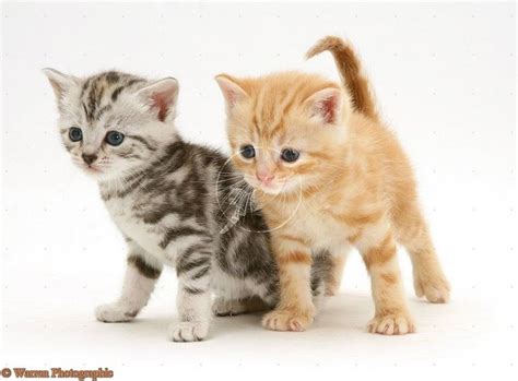 Kittens Bing Images Cute Cats Photos