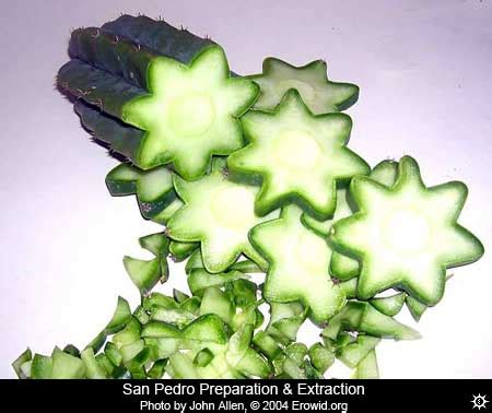 These have started in areas that have been cut this is a basic potted 18 san pedro, started as a 12 cutting last summer, getting ready to have it's top 12 or so cut off. Is this a San Pedro cactus?