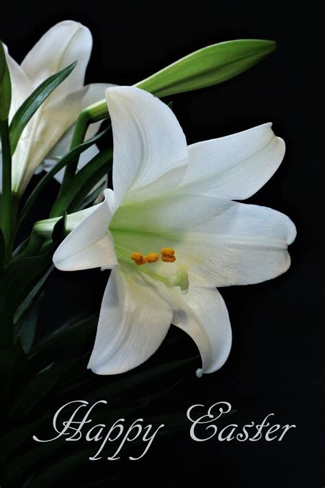 Happy Easter Lily On Black Free Stock Photo Public Domain Pictures