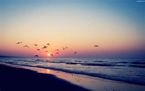 Morze Słońca Zachód Ptaki Na Pulpit