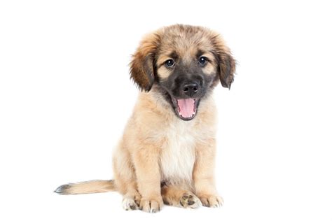 A Quick Guide To The Golden Shepherd Ultimate Pet Nutrition