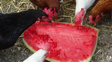 Can Chickens Eat Watermelon