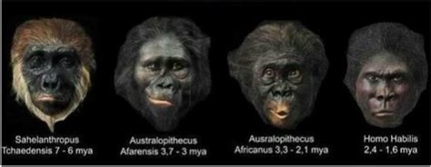 History Of Evolution Hominid Evolution