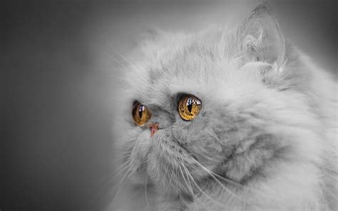 Persian Cat Gray Fluffy Cat Gray Kitten Cute Animals Big Eyes Hd