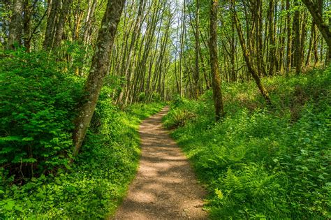 Makiki Arboretum Trail Make Your Way Through Round Top Forest Reserve
