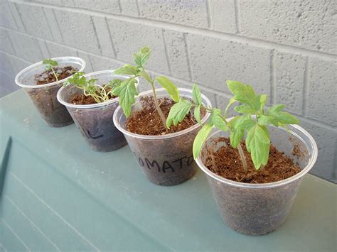 Apr 24, 2018 · growing a potato is fun, since you can practically watch it grow before your eyes. How To Grow Tomatoes From Seed Indoors - Phoenix Voyage