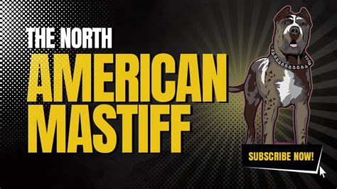 The North American Mastiff Youtube