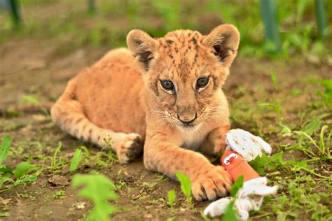 ZOO a zámok Zlín - Lešná | SDEŤMI.com