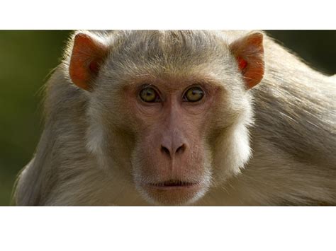 Megans Monkeys Science Showme