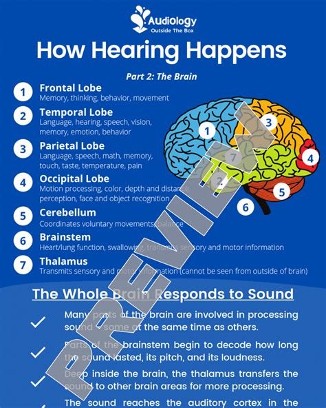 How Hearing Happens Part 2 The Brain Audiology Outside The Box