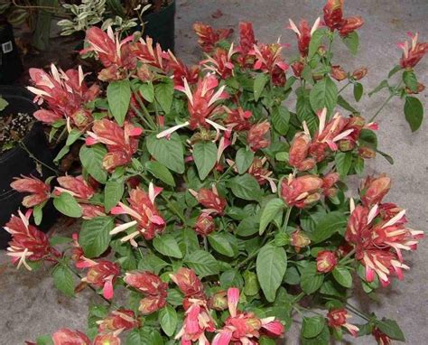 Plantfiles Pictures Justicia Red Shrimp Plant Red Pinecone